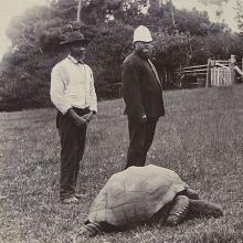 Черепаха Джонатан на знаменитой фотографии 1900 года, где она позирует на фоне пленного Второй англо-бурской войны, стоящего за ней. 
